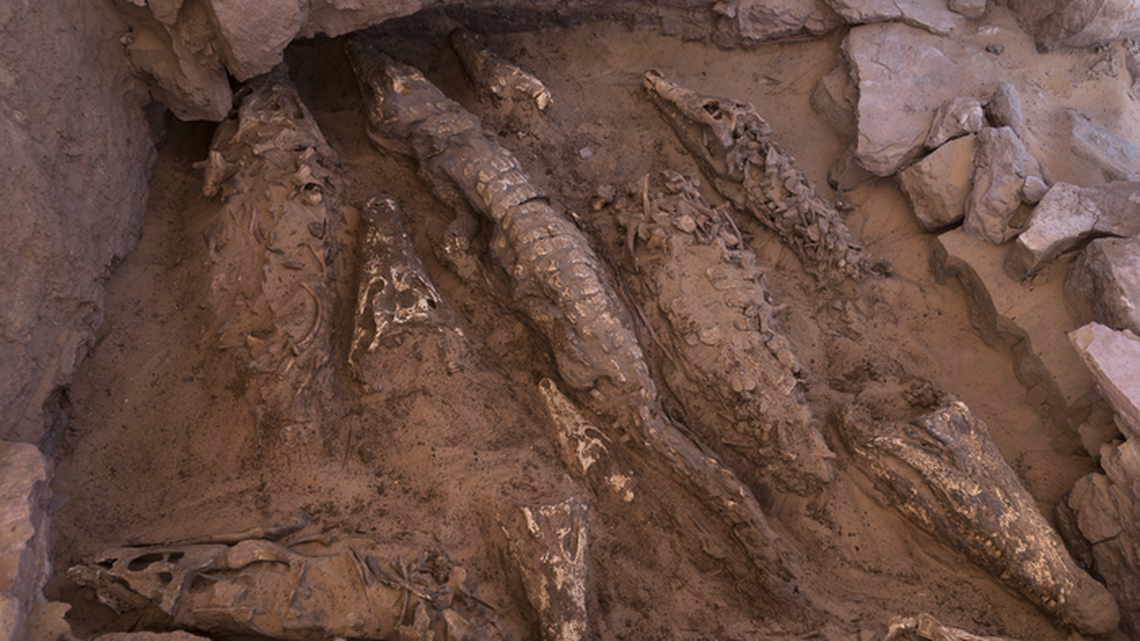 Massive mummified crocodiles — at least 2,300 years old — unearthed in tomb in Egypt