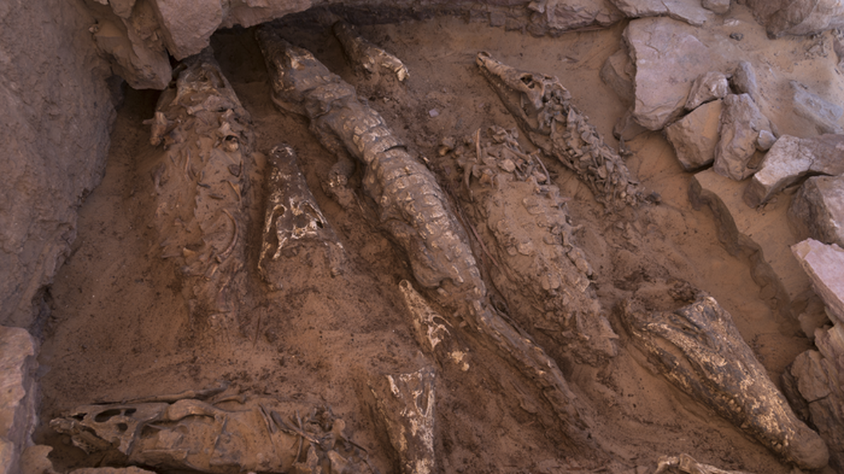 Archaeologists in Aswan uncovered a tomb with mummified skulls and remains of 10 crocodiles at least 2,300 years old, study photos show.