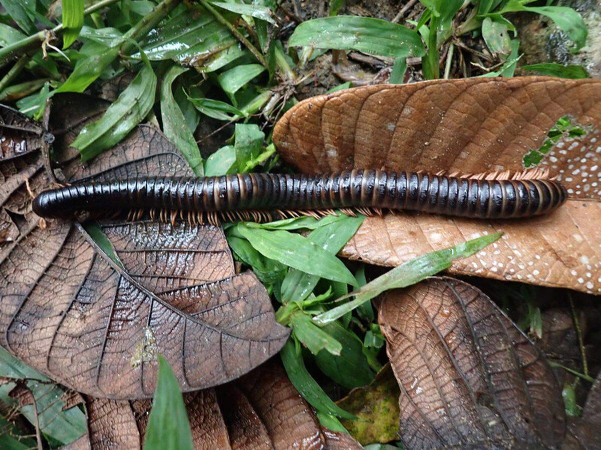 The millipede was nearly 11 inches long and has been missing for more than a century, researchers said.
