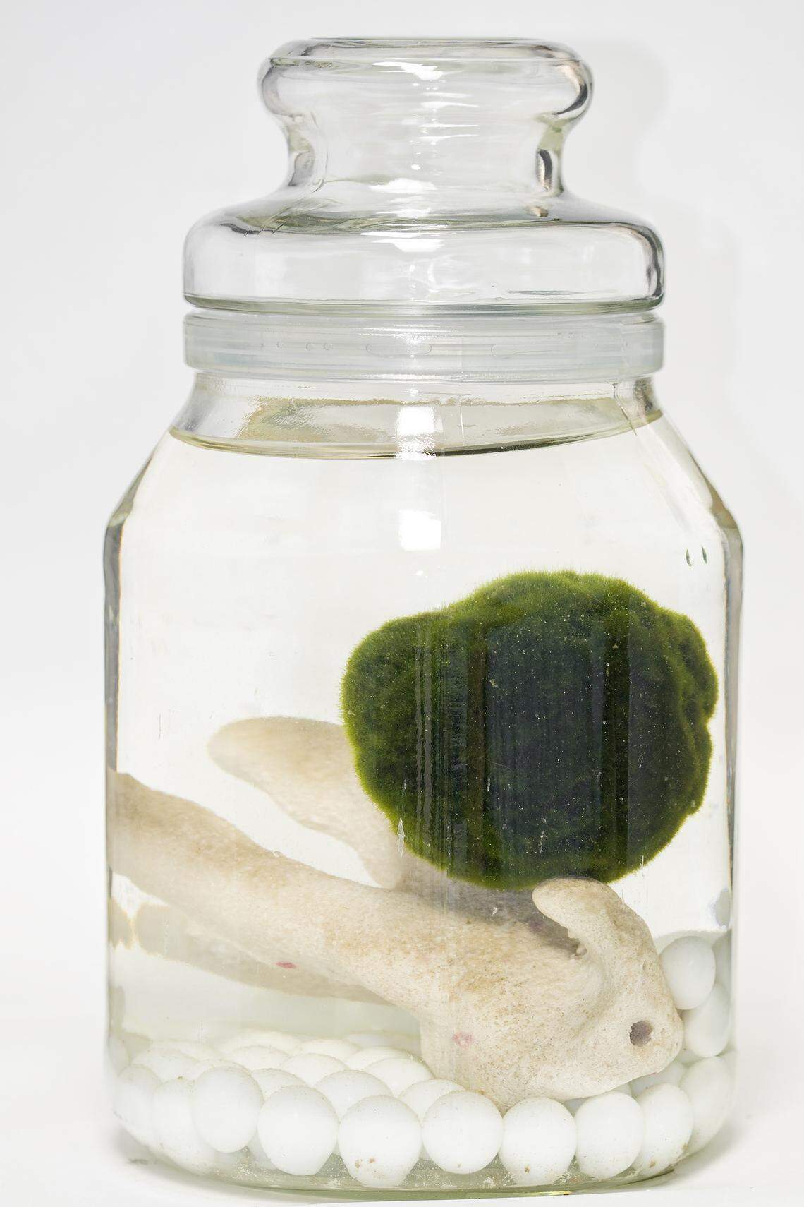 Marimo, aka moss ball, isn’t moss. It’s easy to grow in a pond pot.