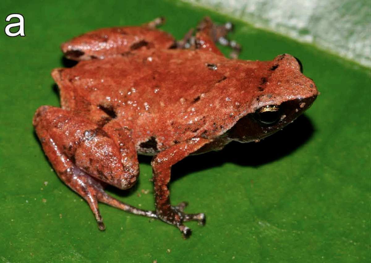 The tiny frog was initially thought to belong to another species that lived miles away.