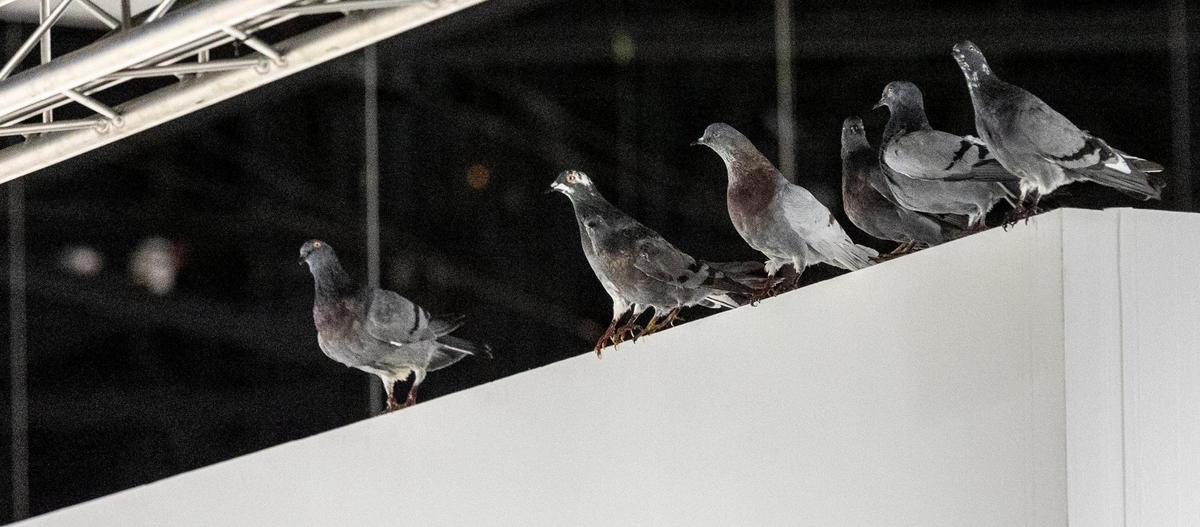 Pigeons atop the partition walls at Perrotin Gallery, part of the “Ghost” series