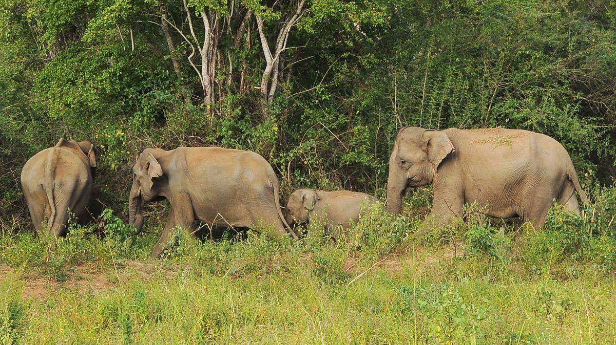 herd of elephants wildlife sanctuary