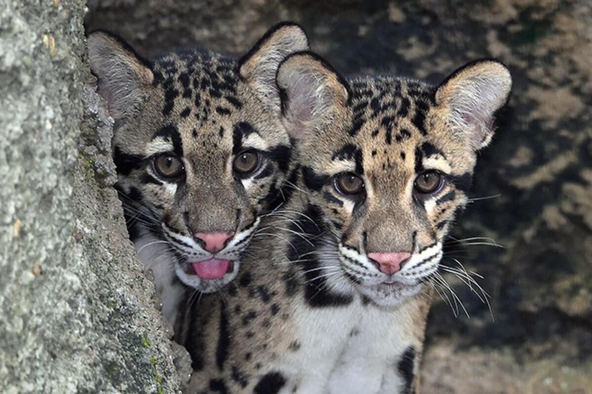 Photo gallery: Baby clouded leopards make their debut at Zoo Miami