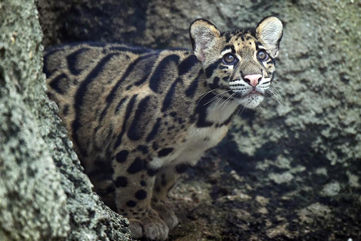 Photo gallery: Baby clouded leopards make their debut at Zoo Miami