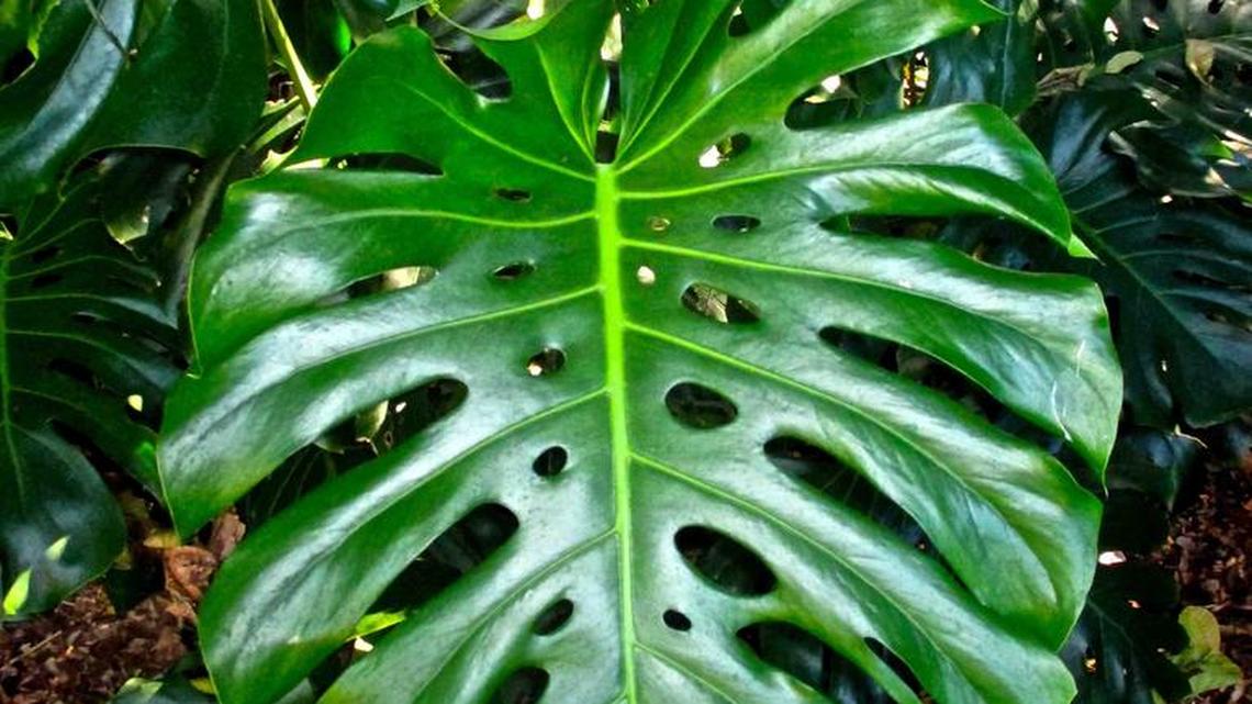 The Kampong, former home of plant adventurer David Fairchild, is a riotous jungle of palms and other tropical plants.