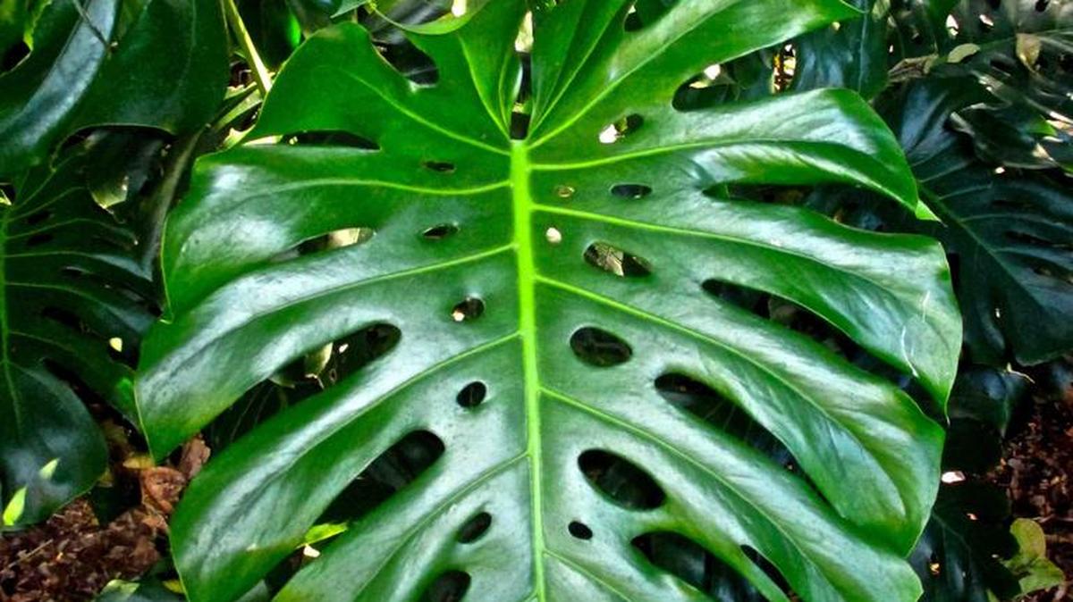 The Kampong, former home of plant adventurer David Fairchild, is a riotous jungle of palms and other tropical plants.