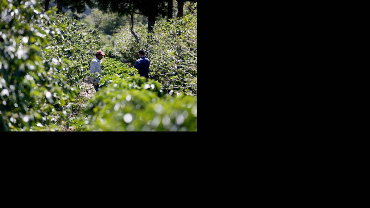 
ALAJUELA, COSTA RICA  — Workers tend to the coffee plants at the Doka Estate coffee farm on  in Alajuela, Costa Rica. The farm is one of many that produce high-quality coffee, much of which is exported to the United States. Once touted as potentially harmful, new studies from a variety of sources now link a number of health benefits to drinking as many as five cups of coffee per day. 
