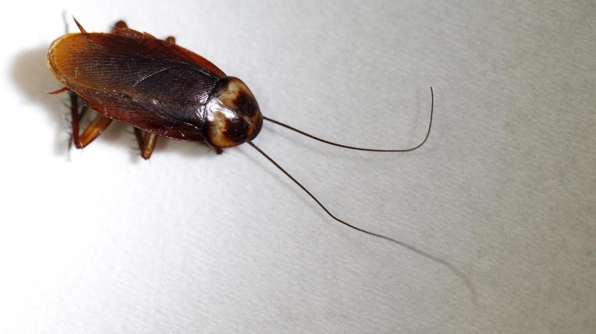 Over the last 30 days, state inspectors cited 31 Miami-Dade restaurants for roach activity and closed down two, Adolphe Take Out Restaurant in Miami and Golden Corral in Florida City