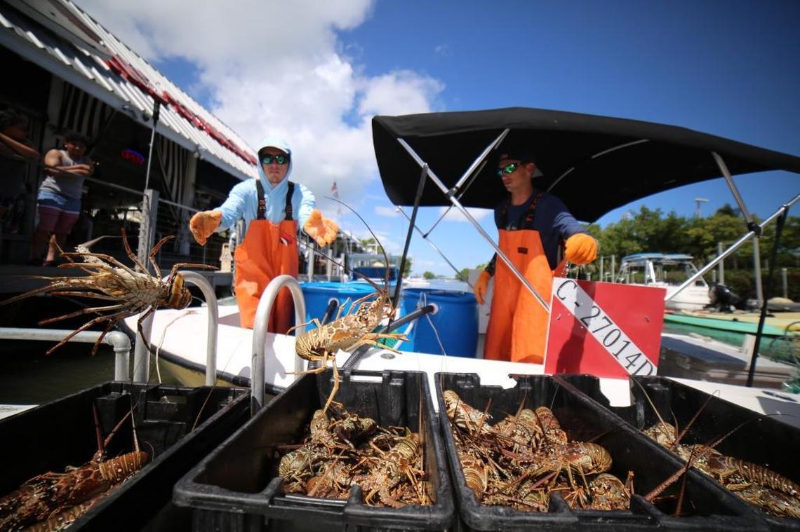 Brothers Brandon and Mark Bertin unloaded crates of Florida spiny lobster at Three Hands Fish, but that was before Hurricane Irma scattered their lobster traps two weeks ago.