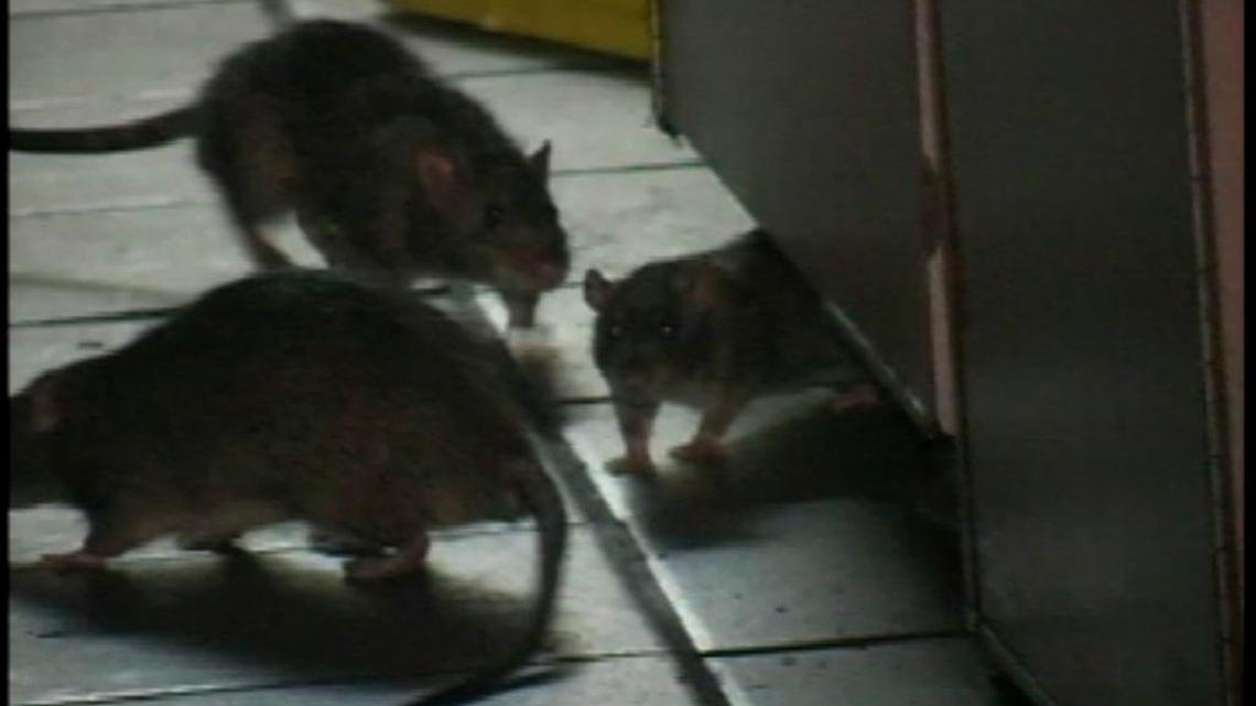 In the last 30 days, 11 Miami-Dade and four Broward restaurants have been cited by state inspectors for rodent activity.