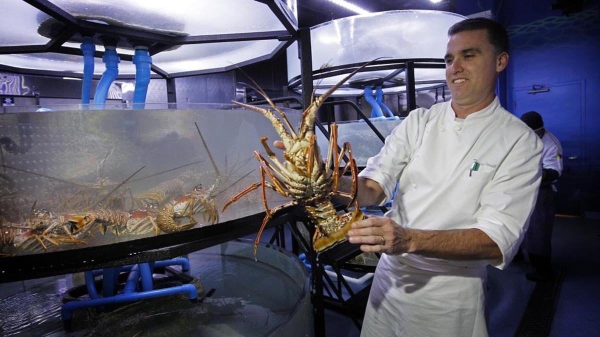 Chef Thomas Connell, who overseas all food and beverage at the Fontainebleau Miami Beach, pulls a Florida lobster from one of the resort’s underground tanks.