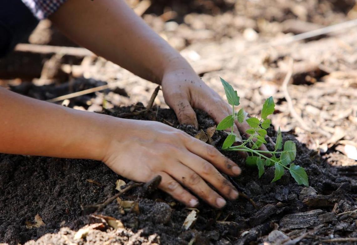 St. Simon’s farm manager, Katherine Tien Hung, 34, plants a young tomato plant in the freshly turned soil at the farm.