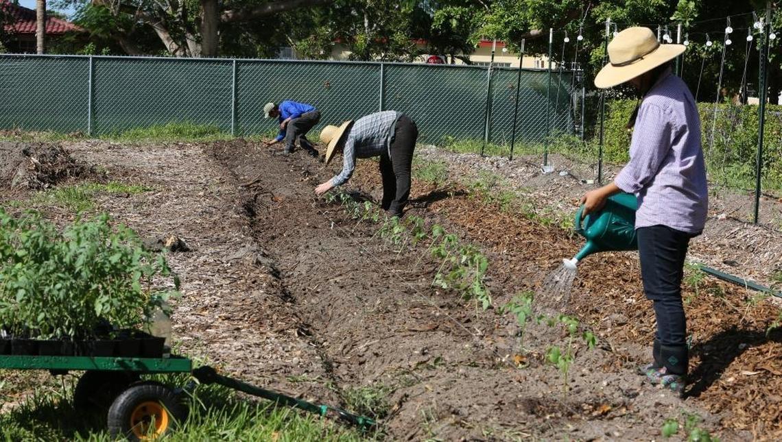 From left, Moses Kashem, 27, founder of St. Simon’s Farm, works with Mary Johnson, 28, and Katherine Tien Hung, 34, farm manager, planting young tomato plants. Kashem asked the church elders at St. Simon’s Episcopal Church to give him half an acre to farm specifically for local restaurants and chefs, in exchange for giving the church 15 percent of the profits.