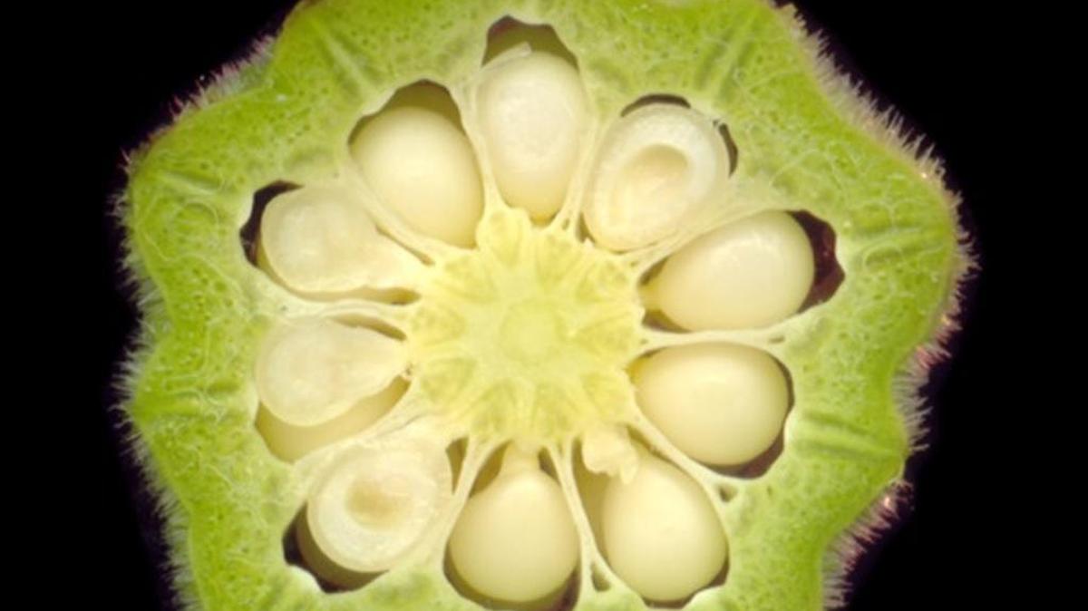 Cross section of edible Okra