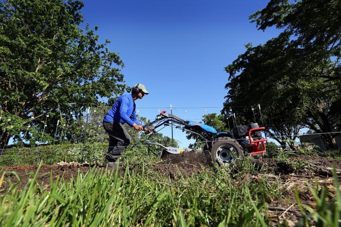 Moses Kashem, 27, founder of St. Simon’s farm, plows a new row for some young tomato plants Wednesday morning, Nov. 1, 2017. Kashem asked the church elders at St. Simon’s Episcopal Church to give him half an acre to farm specifically for local restaurants and chefs, in exchange for giving the church 15 percent of the profits. Kashem, 27, was raised by a Muslim father and Catholic mother and he came to the church to woo a girl he met at FIU who is now his wife.