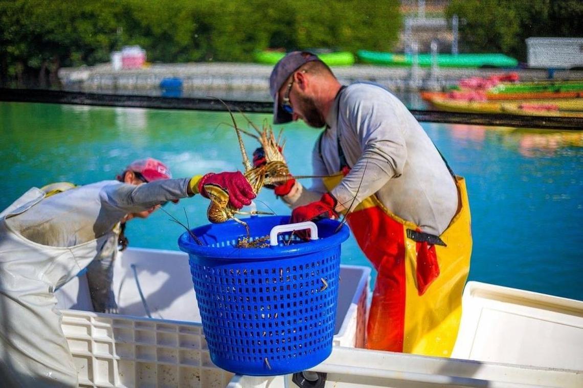 Commercial lobster fisherman transfer their catch from their boat into a bushel basket. .