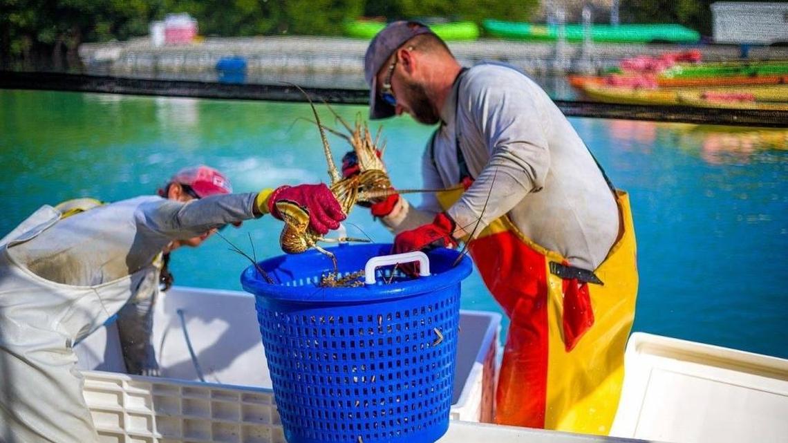 Commercial lobster fisherman transfer their catch from their boat into a bushel basket. .