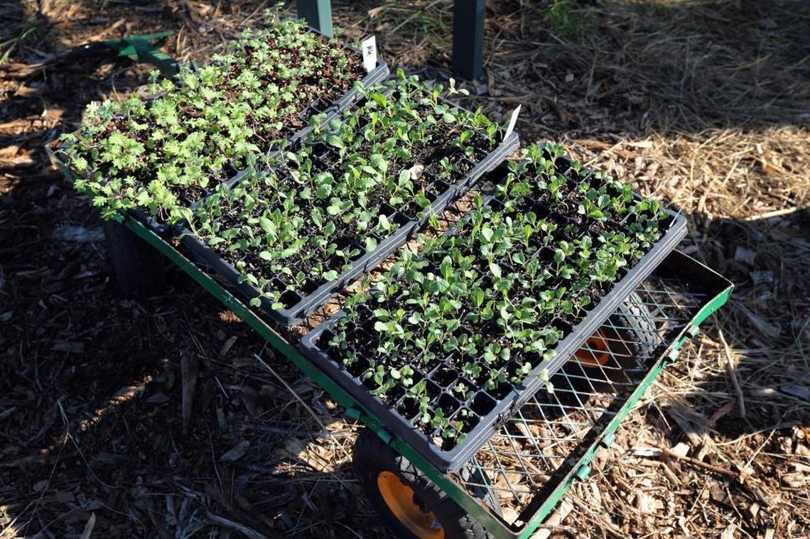 A wagon full of different varieties of kale that was about to be planted at St. Simon’s farm in Miami.