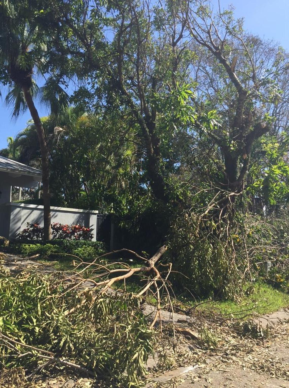 The 100-year-old tree lost several major limbs during Hurricane Irma, but it remains standing.