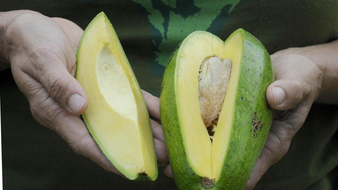 
Florida-grown: Margie Pikarsky of Bee Heaven Farm in Miami holds a Donnie avocado grown on her land. 
