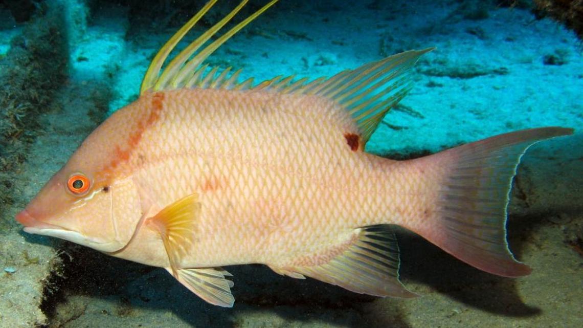Hogfish are considered by many as the tastiest Keys fish there is.