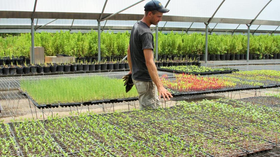 
Farm manager: Chuck Lyons checks on tomato sprouts in one of the Verde Farm’s greenhouses. 

