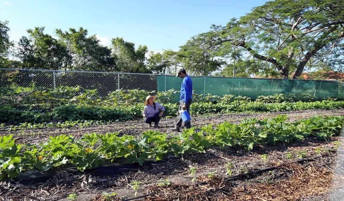 St. Simon’s Farm manager, Katherine Tien Hung, 34, speaks with Moses Kashem, 27, founder of the farm, as they plant baby kale. Kashem asked the church elders at St. Simon’s Episcopal Church to give him half an acre to farm specifically for local restaurants and chefs, and to start a weekly subscription service for fresh vegetables.