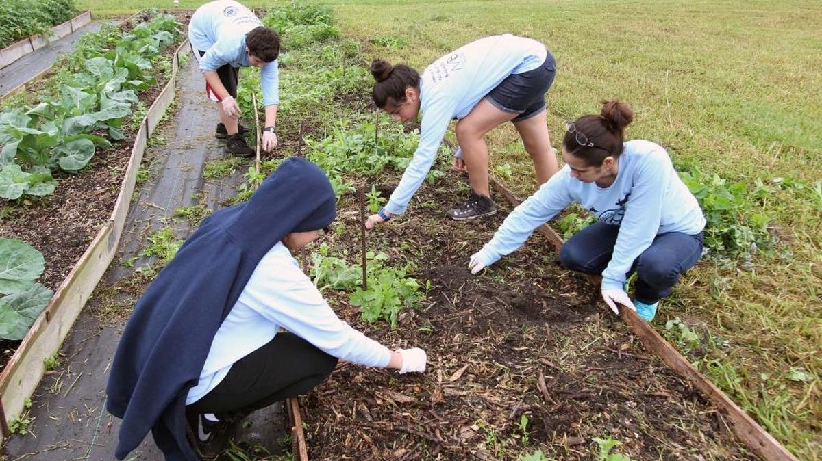 Students from Mater Academy Charter Middle School till the crops at the Grow2Heal Garden at Homestead Hospital, part of Baptist Health South Florida. From left to right: Crystal Cabezas, 12, Elyott Labrador, 12, Mariam Moreno, 14, and Isabeli Pimienta, 14.