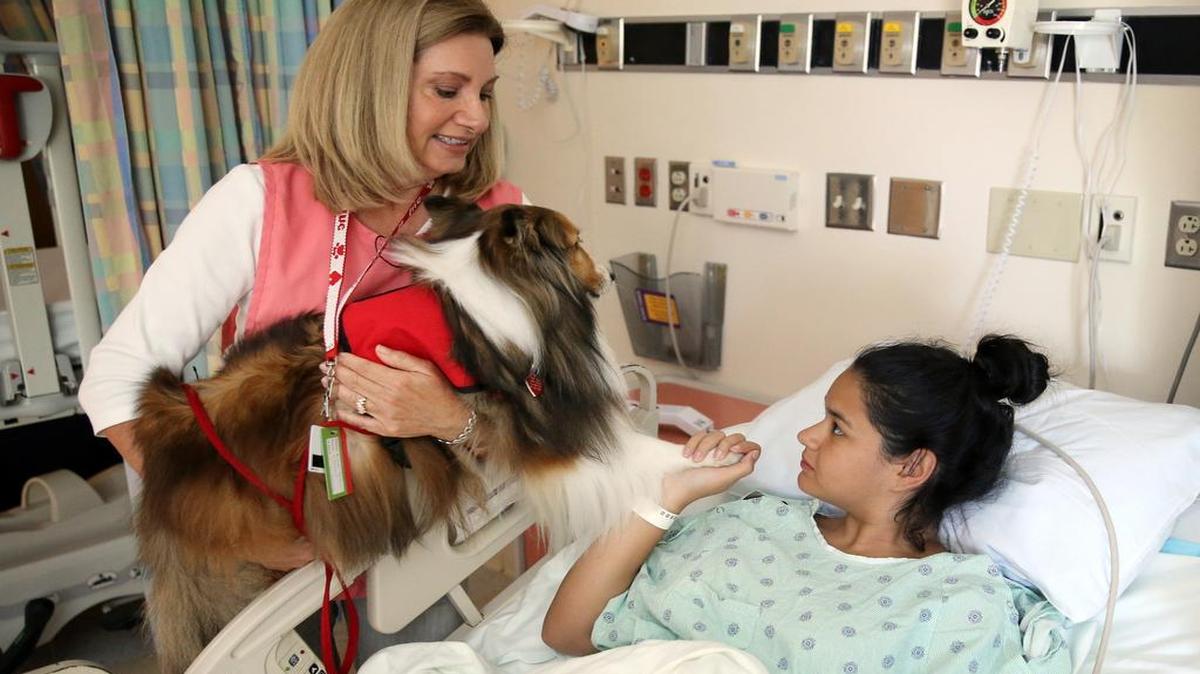 
Linda Tartak, and her pet therapy dog, a 7-year-old Sheltie named Honey Bear, visit 16-year-old, Breanna Cano, who was recovering from surgery at Nicklaus Children's Hospital on Monday, July 13, 2015.
