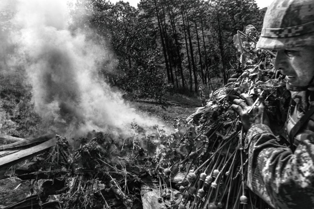 A Mexican soldier carries opium poppies for burning in Iyotla, Mexico. Despite eradication efforts, Mexico's opium production is booming.