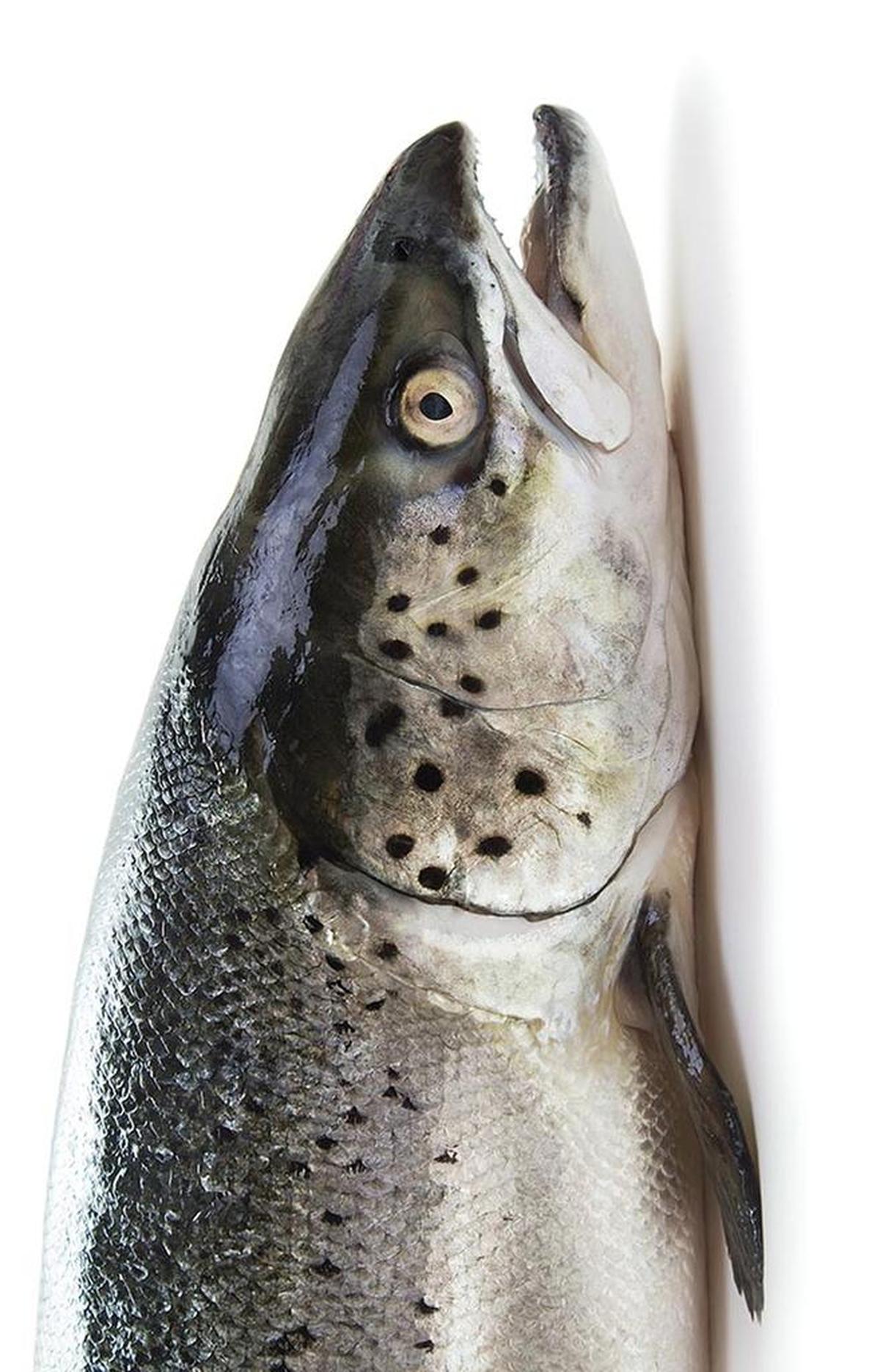 Salmon