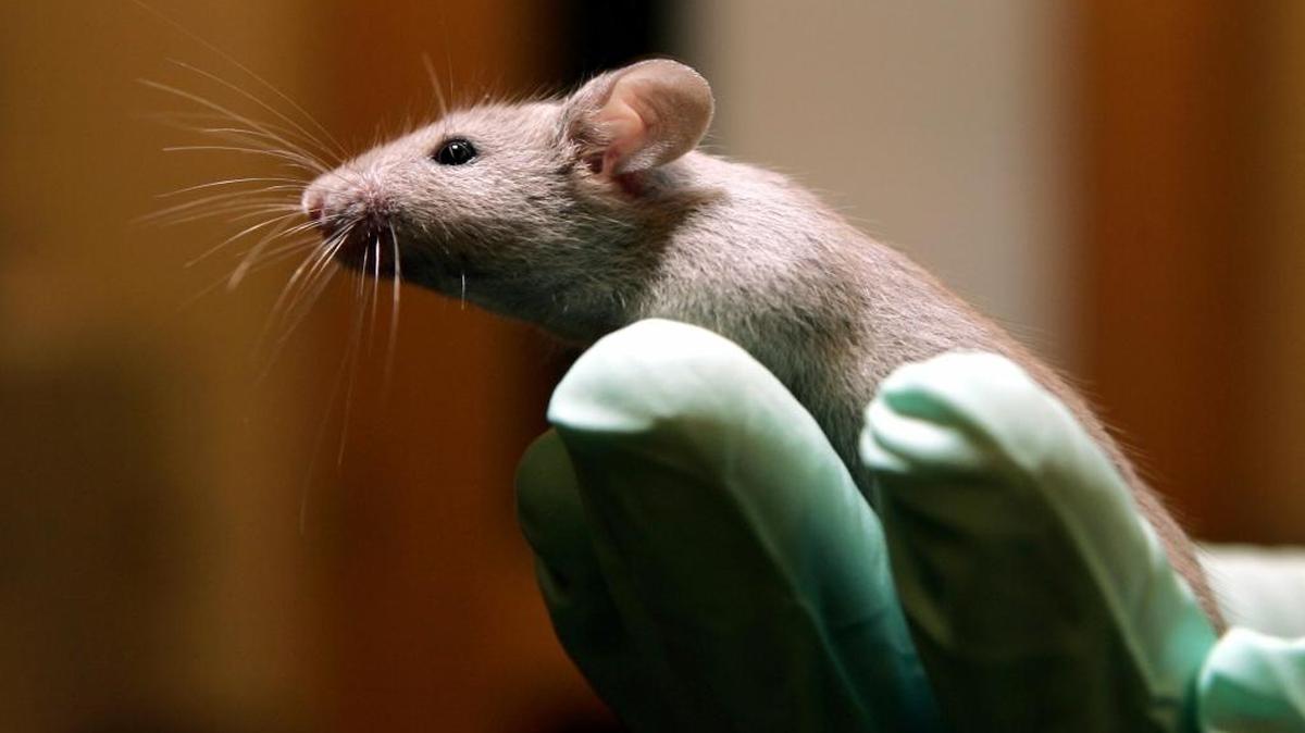 Russian and Swedish scientists have used an artifical antioxidant to slow the aging process is lab mice. The compound, known as SkQ1, targets mitochondria.