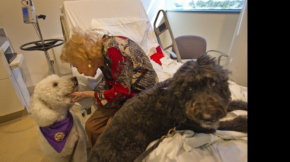 
DOCTOR DOGS: Richard Strafer of Canine Assisted Therapy brought his labradoodles Jacques (at right) and Eli to visit patient Doris Breitbart at Mount Sinai Hospital on May 12, 2015. The hospital reports that the weekly visits of the dogs for pet therapy for its cancer patients boosts mood, lowers blood pressure and helps patients heal.
