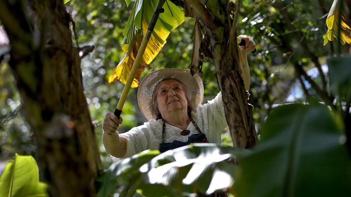 Margit Cooper works in her yard Sunday, not long after having a transcatheter aortic valve replacement at the University of Miami Health System.