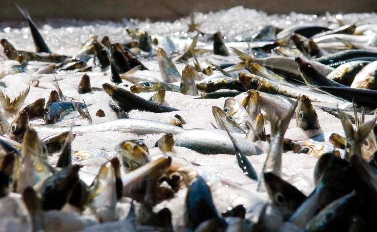Freshly caught sardines awaiting sorting are a good source of omega-3 fatty acids and are low in mercury contamination.