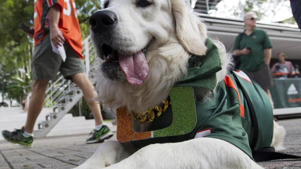 A dog named Scout enjoys ESPN's College GameDay at the University of Miami on Nov. 11. Research from Sweden shows that having a dog correlates with having a healthier life.