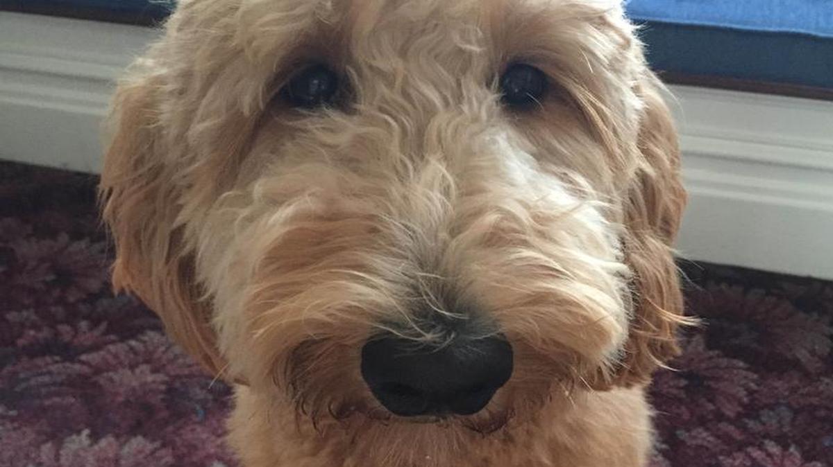 Therapy dog Lulu comforts those mourning loved ones.
