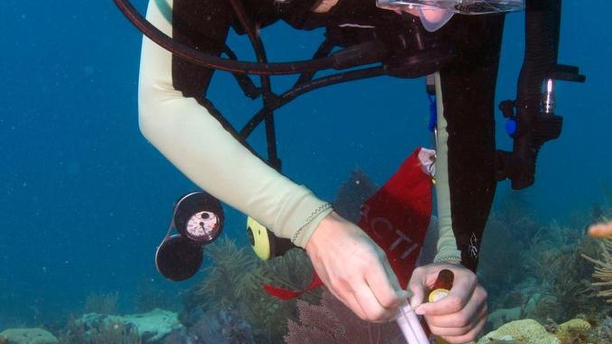 Rachel Silverstein takes a sample from coral. Her group sued the Army Corps of Engineers to pay for moving several hundred threatened corals in the path of a dredge.