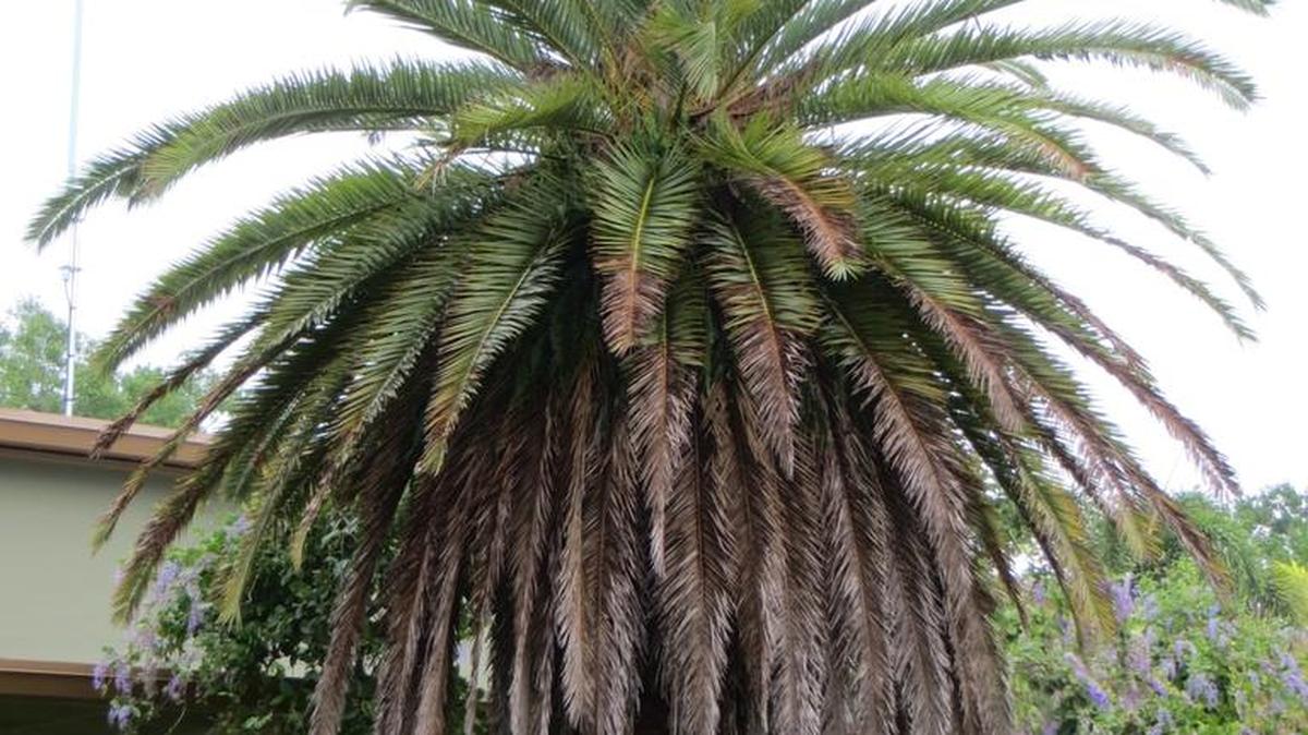 Phoenix canariensis (Canary Island date palm) are statement palms that are often improperly trimmed to resemble feather dusters. This type of trimming results in nutrient deficiencies and overall decline of the palm.