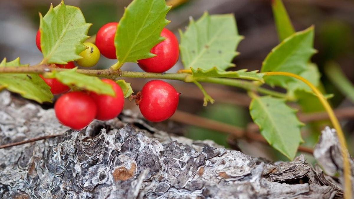 The quailberry, a close relative of the maidenberry, looks much like American holly.