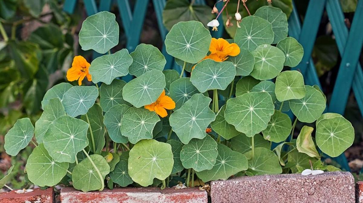 Nasturtiums quickly form neat little clusters.