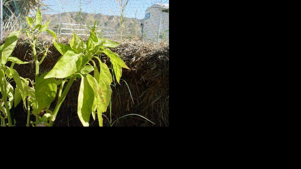 
Dark green peppers that turn pale can indicate a serious disease problem or nutritional deficiencies in certain soil conditions. 

