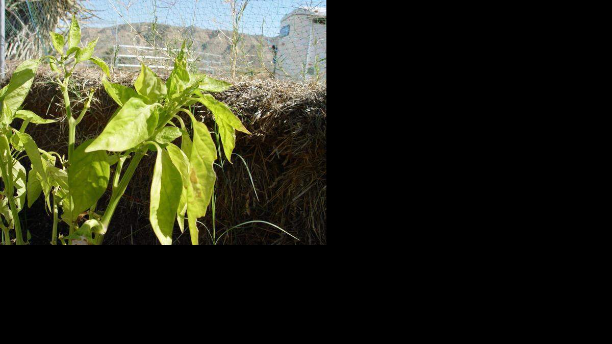 
Dark green peppers that turn pale can indicate a serious disease problem or nutritional deficiencies in certain soil conditions. 

