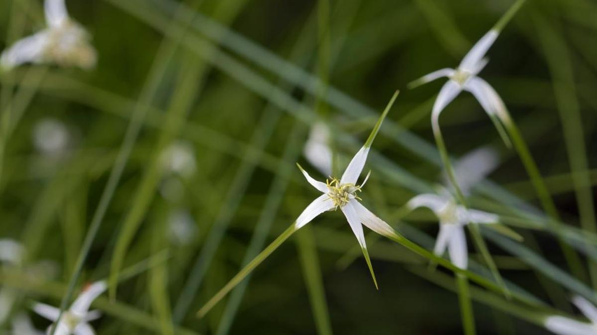 Rhynchospora floridensis, Florida Whitetop, a native sedge.