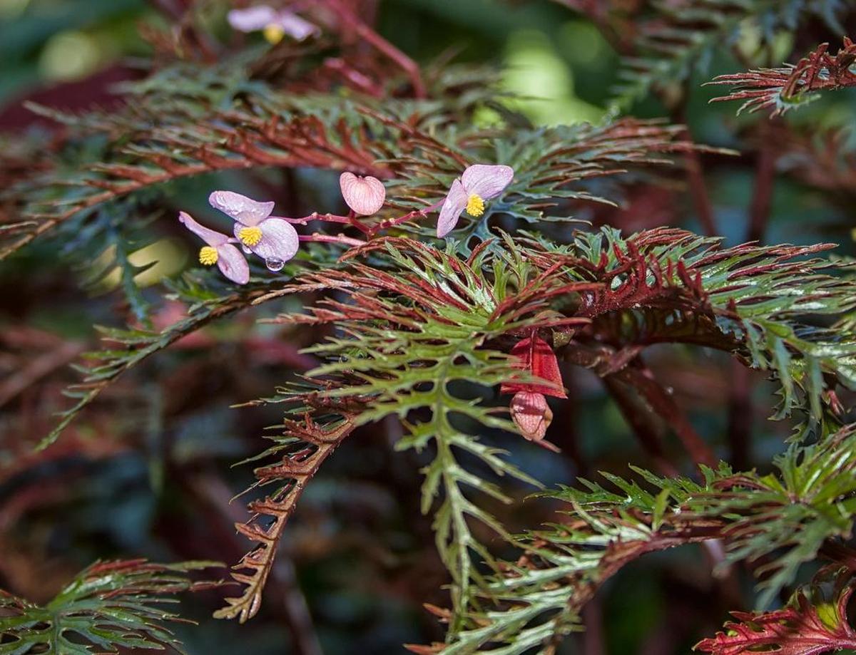 Fern-leaf begonia is not commonly sold but is a good terrarium candidate.