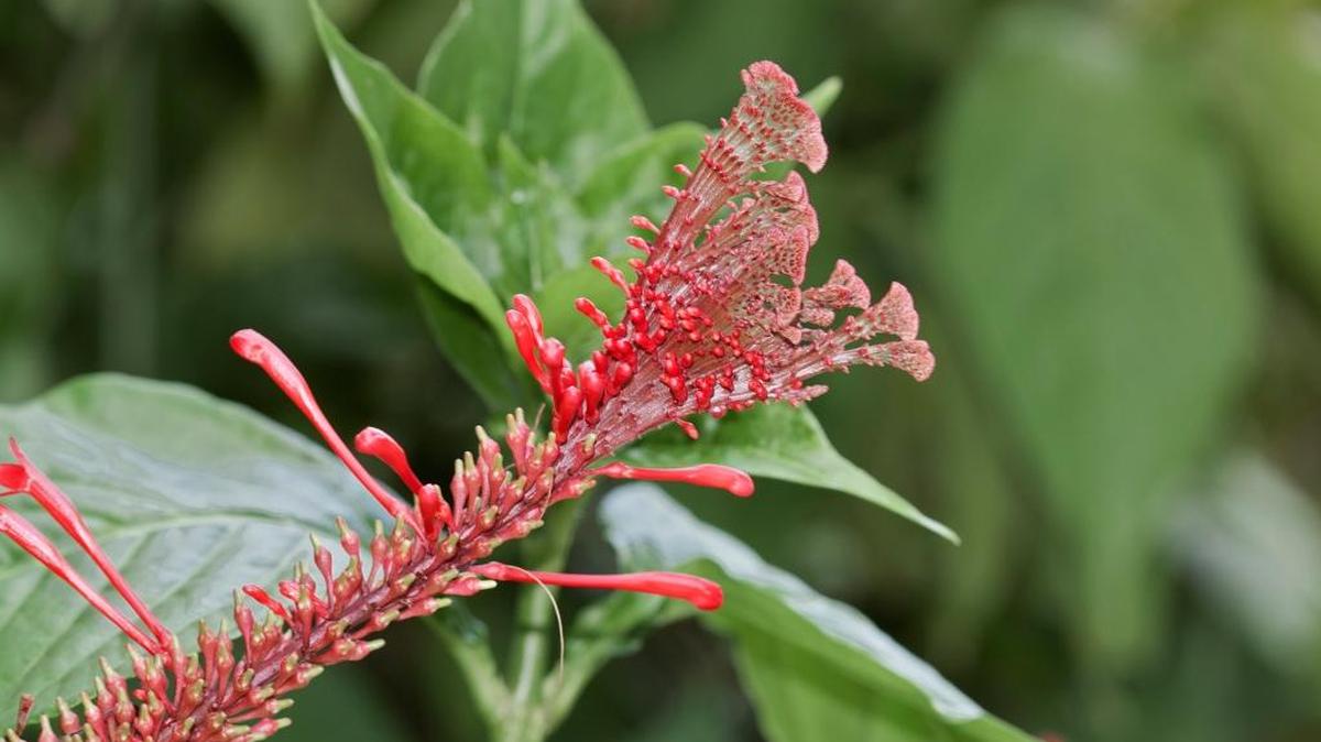 Fasciated inflorescence of firespike.
