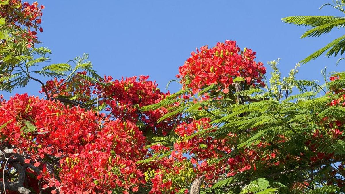 A poinciana in bloom is a welcome summer sight in South Florida.