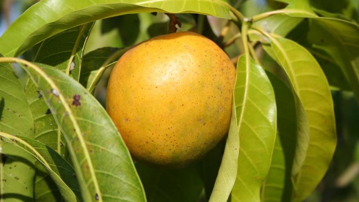 The very juicy 'Bizcochuelo' mango.