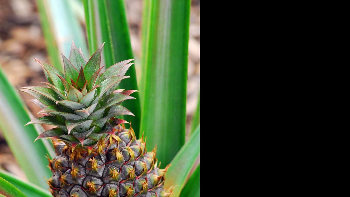 
The edible pineapple is in the bromeliad family.
